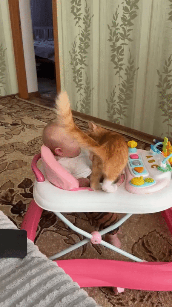 Cat found a lap and claimed it.