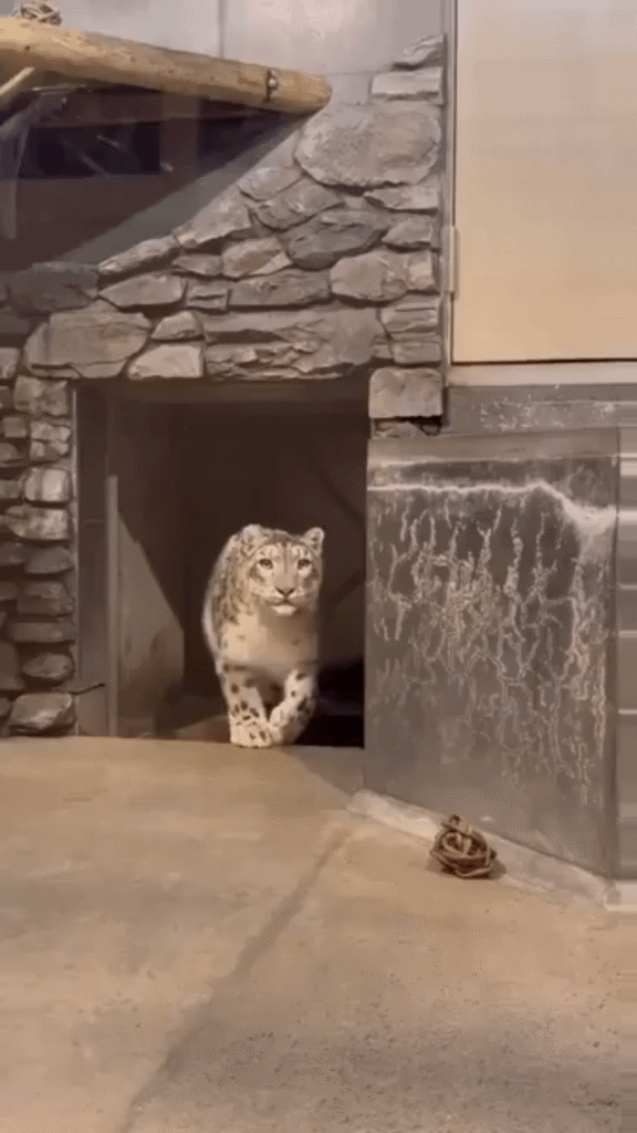 When cat meets cat