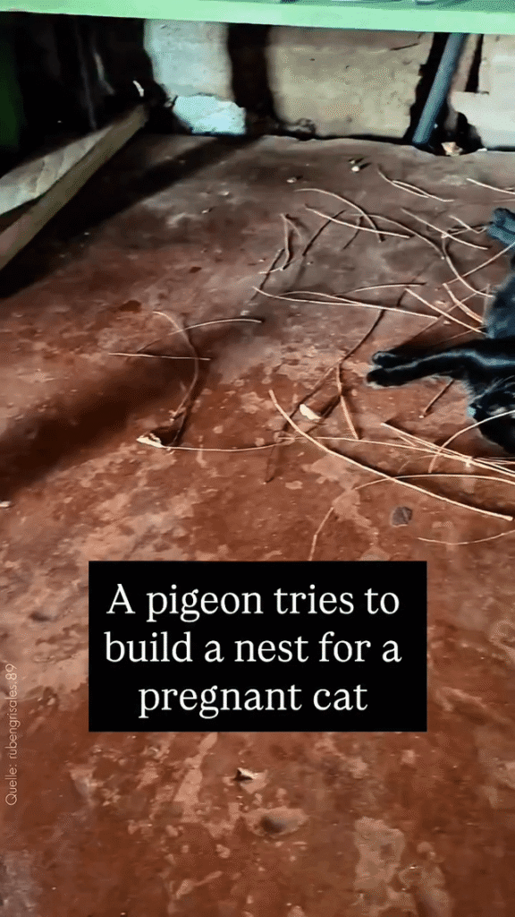 A pigeon wants to build a “bed” for a pregnant cat.