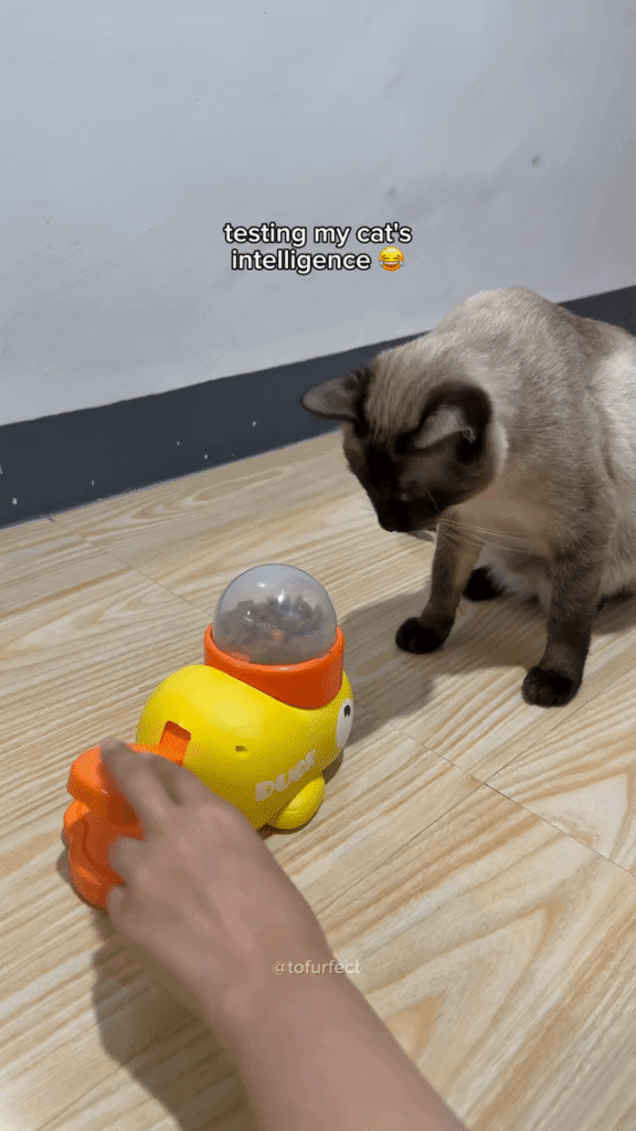 Owner decided to test their cat’s intelligence.