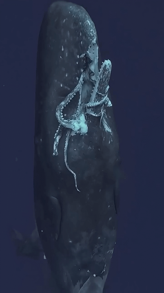 Sperm Whale Surfacing w/ Giant Squid in its Mouth