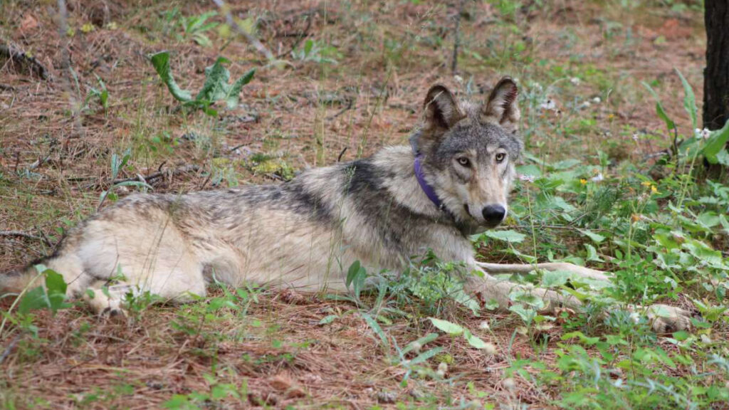 California euthanizes 4 gray wolves after ‘unprecedented’ surge in livestock kills : NPR