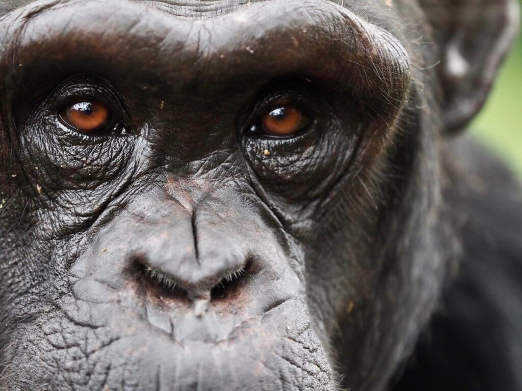 Chimpanzee Metacognition Allows Humanlike Belief Revision