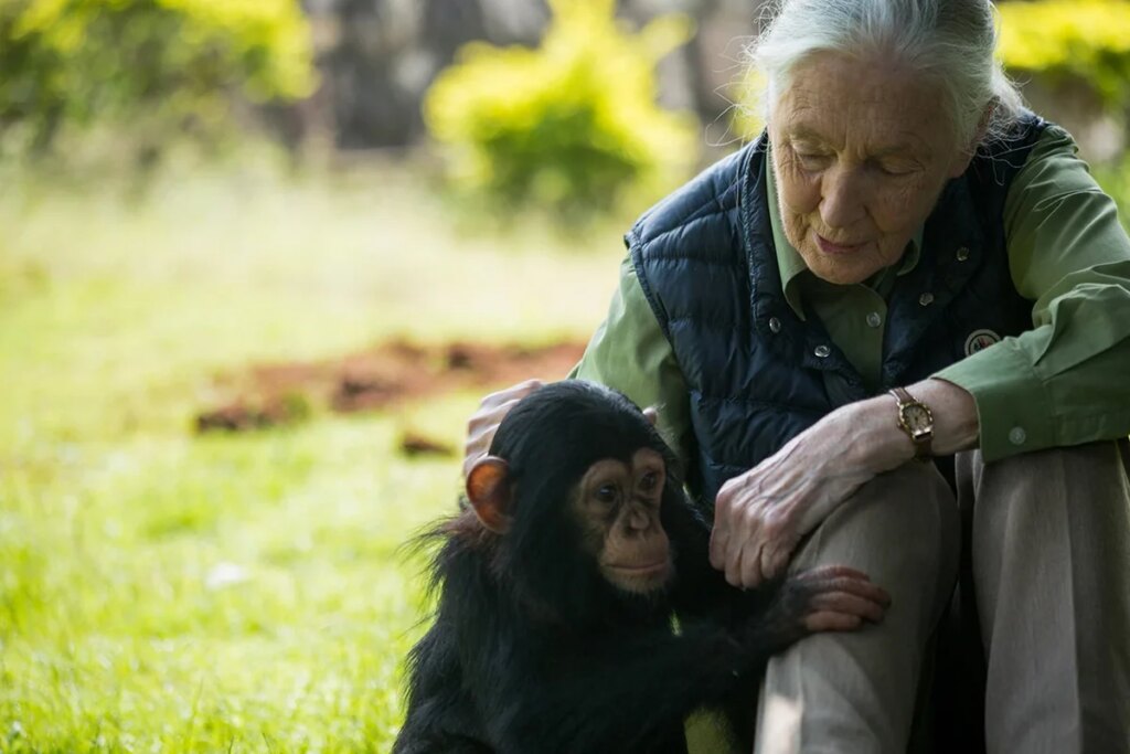 Jane Goodall’s Legacy of Challenging What It Means to Be a Scientist