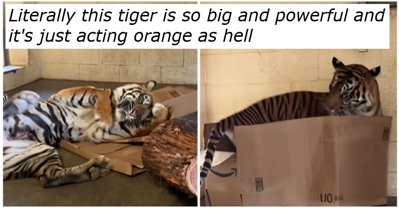 Joanne the Sumatran Tiger is proof that they may be enormous, but they’re still just cats