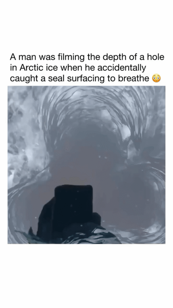 Man accidentally filming a seal surfacing to breathe