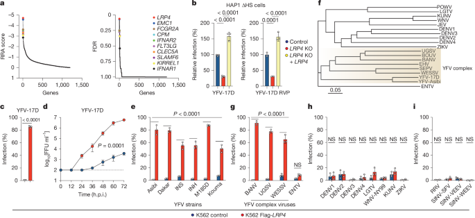 Multiple LDLR family members act as entry receptors for yellow fever virus