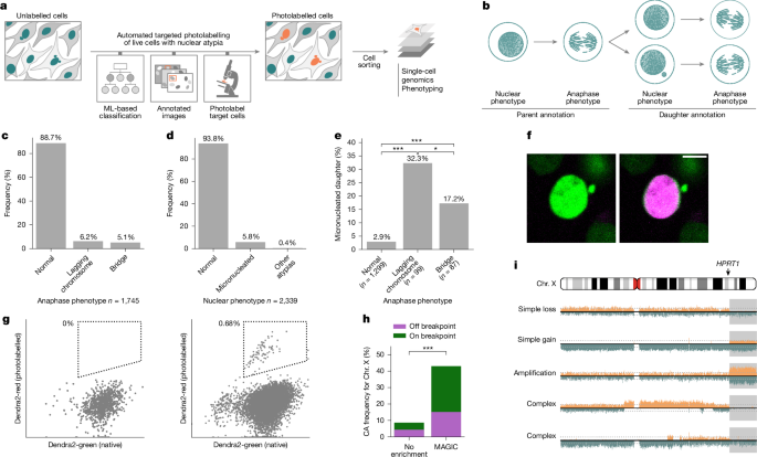 Origins of chromosome instability unveiled by coupled imaging and genomics