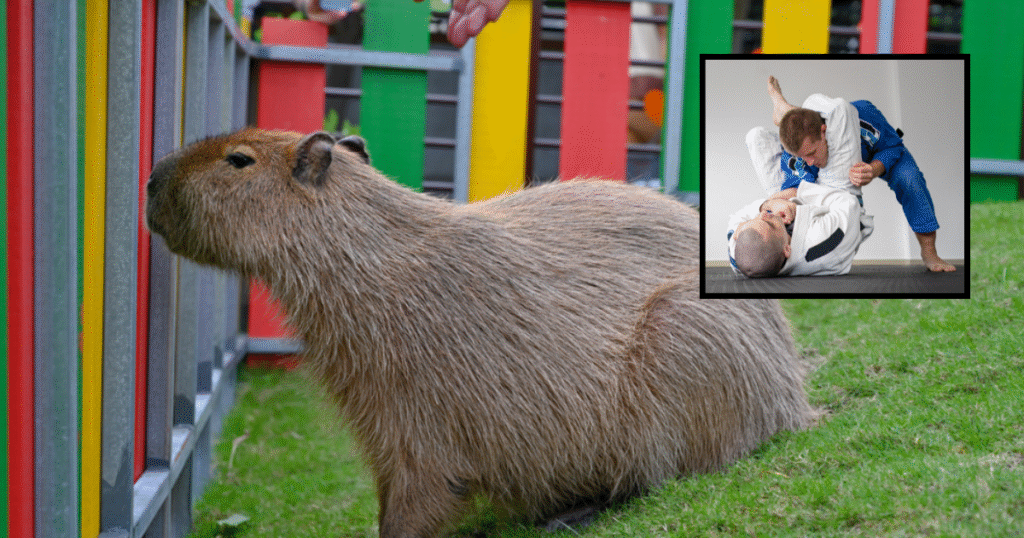 6 Capybara Petting Zoos Where They’ll Look The Other Way If You Want To Use One Of The Capybaras To Practice Your Brazilian Jiu-Jitsu Holds