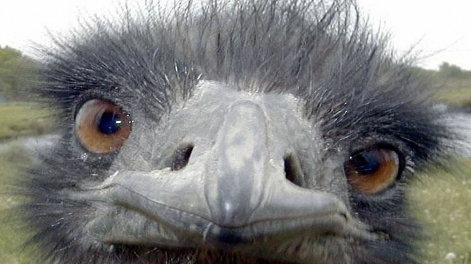 Answering your questions about the Ostrich story your uncle won’t stop posting about