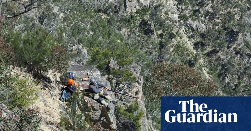 Gumnuts, baby! How two abseiling horticulturalists rescued specimens from an endangered tree | Wildlife