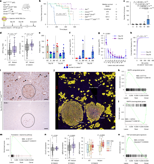 Hepatic zonation determines tumorigenic potential of mutant β-catenin