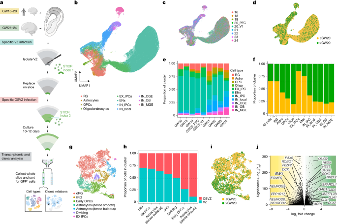 Lineage-resolved atlas of the developing human cortex