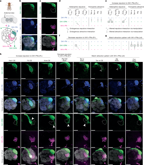 Rewiring an olfactory circuit by altering cell-surface combinatorial code