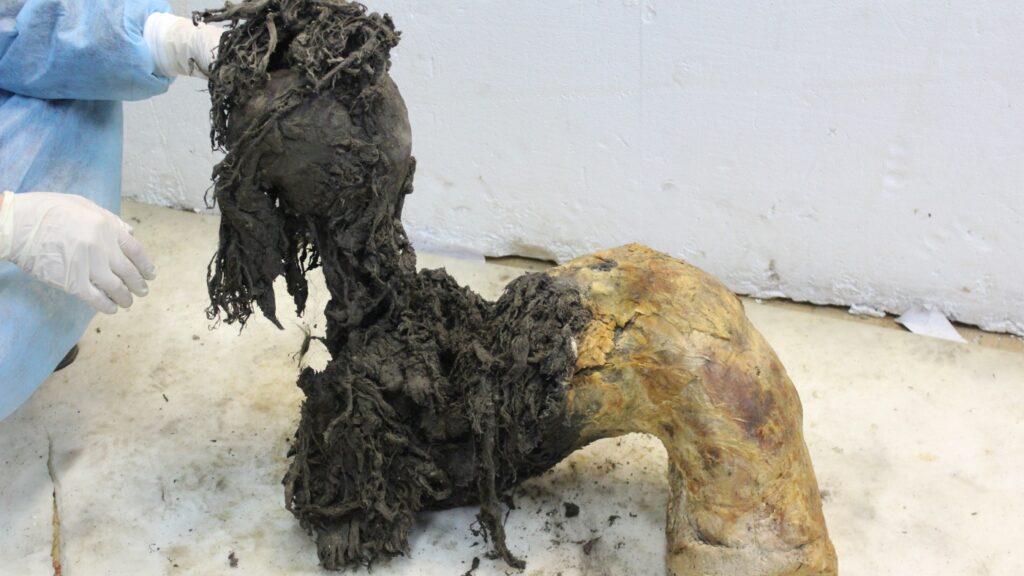 Scientists pull ancient RNA from a wooly mammoth’s body : NPR