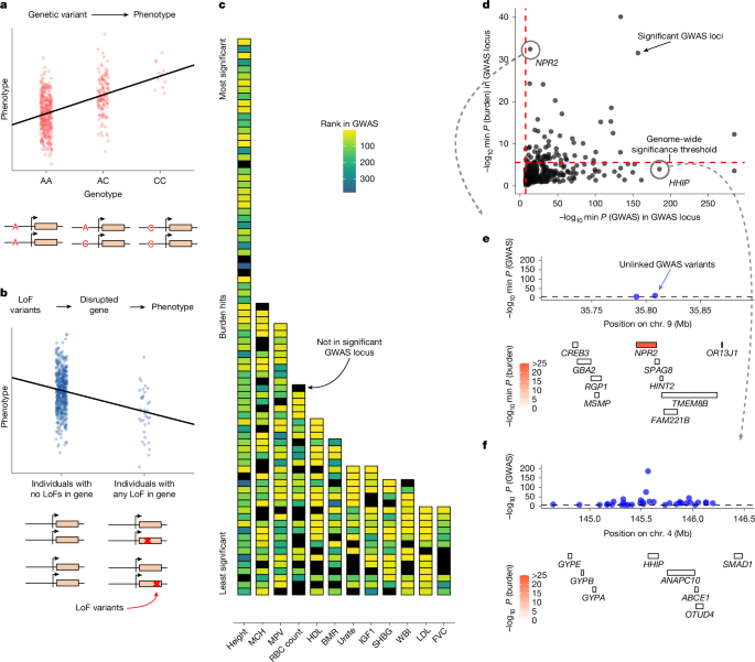Specificity, length and luck drive gene rankings in association studies