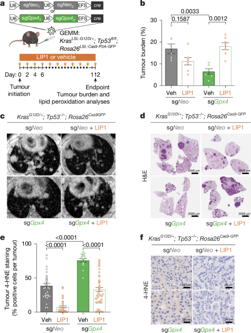 Targeting FSP1 triggers ferroptosis in lung cancer