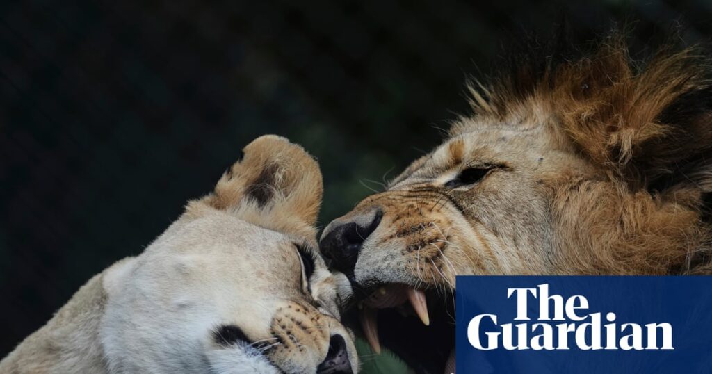 Troubled New Zealand wildlife park euthanizes two lions, fate of five more unclear | New Zealand