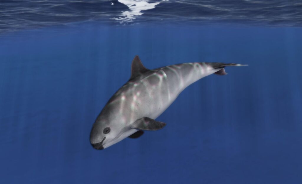Two Vaquita Calves Offer Flicker of Hope for Most Endangered Porpoises on Earth