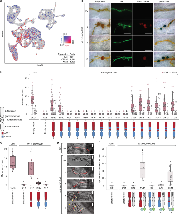 Two residues reprogram immunity receptors for nitrogen-fixing symbiosis