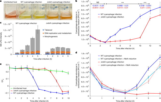 Viral NblA proteins negatively affect oceanic cyanobacterial photosynthesis