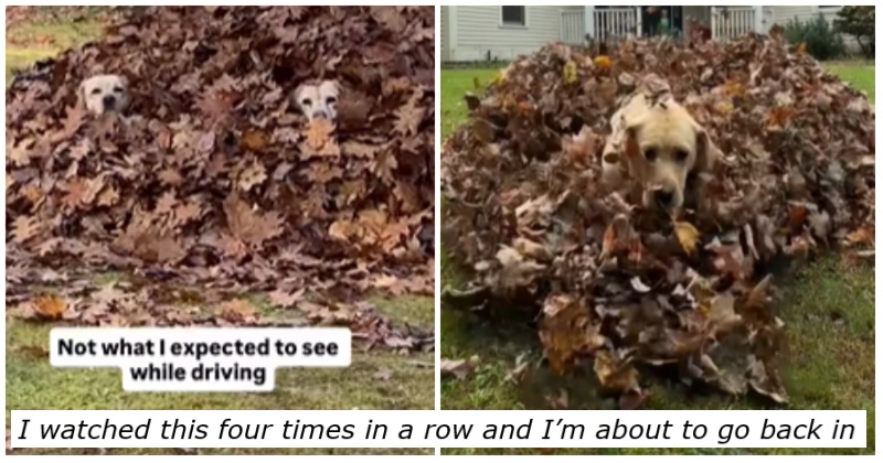 We wish we loved anything as much as this dog loves giant leaf piles