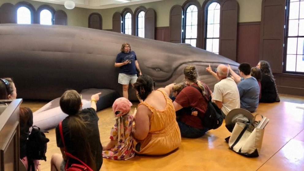WATCH: Educator goes big with lessons involving a 43-foot whale stream logo